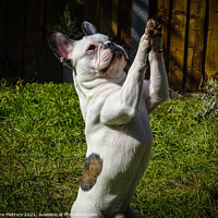 Buy canvas prints of French Bulldog doing Tricks  by Jane Metters