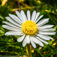 Buy canvas prints of Daisy in amongst the Grass  by Jane Metters