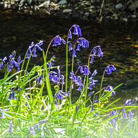 Buy canvas prints of Bluebells by the River by Jane Metters