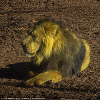 Buy canvas prints of Resting Lion by Jane Metters