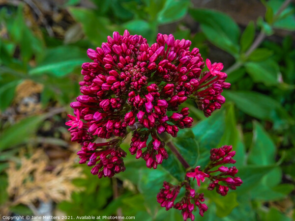 Red Valerian Picture Board by Jane Metters
