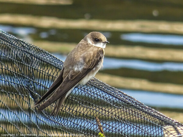 Sand Martin Picture Board by Jane Metters
