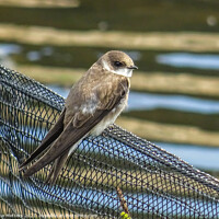 Buy canvas prints of Sand Martin by Jane Metters