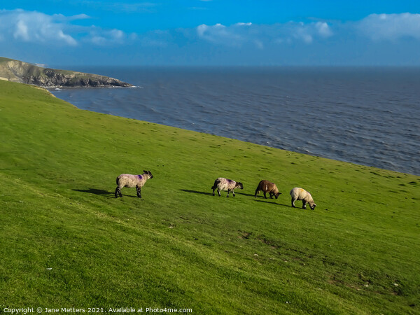 Lambs Grazing on the Cliff Tops Picture Board by Jane Metters