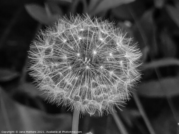 The Seeds of a Dandelion  Picture Board by Jane Metters