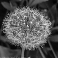 Buy canvas prints of The Seeds of a Dandelion  by Jane Metters