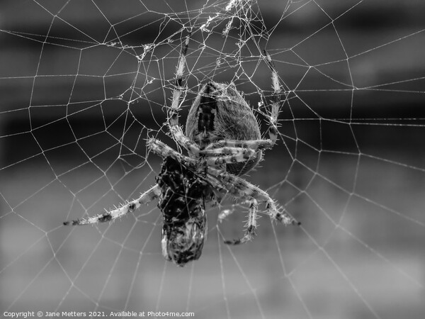 Spider in the Web  Picture Board by Jane Metters