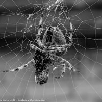 Buy canvas prints of Spider in the Web  by Jane Metters