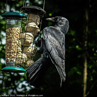 Buy canvas prints of Crow on the Feeder  by Jane Metters