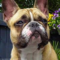 Buy canvas prints of French Bulldog by Jane Metters