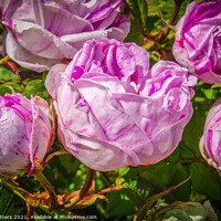 Buy canvas prints of Roses in Bloom  by Jane Metters