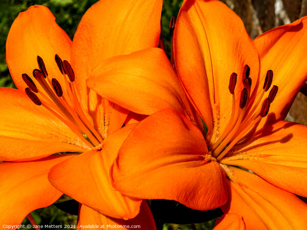 Two Orange Lilies Picture Board by Jane Metters