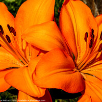 Buy canvas prints of Two Orange Lilies by Jane Metters