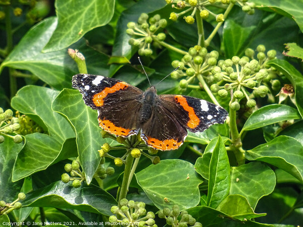 Red Admiral  Picture Board by Jane Metters