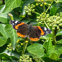 Buy canvas prints of Red Admiral  by Jane Metters