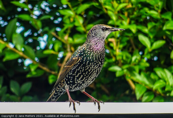 A Starling  Picture Board by Jane Metters