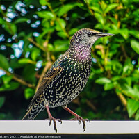 Buy canvas prints of A Starling  by Jane Metters