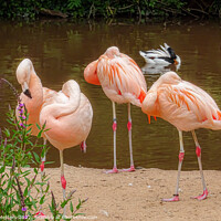 Buy canvas prints of Flamingo Gathering  by Jane Metters
