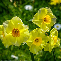 Buy canvas prints of Daffodils in the Breeze  by Jane Metters