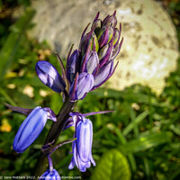 Buy canvas prints of Bluebell in Bud  by Jane Metters