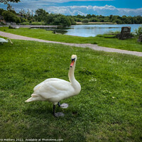Buy canvas prints of Swan by the Lake by Jane Metters