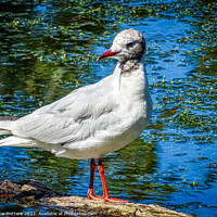 Buy canvas prints of Perches on a Log by Jane Metters