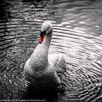 Buy canvas prints of A Swan making Patterns in the Water by Jane Metters