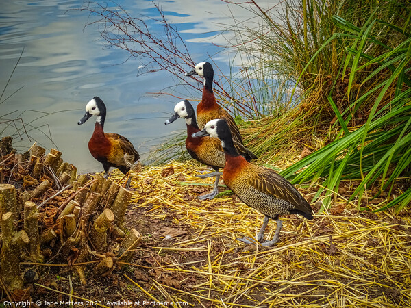 White-Faced Whistling-Duck  Picture Board by Jane Metters