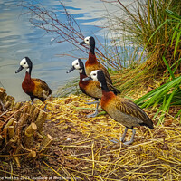 Buy canvas prints of White-Faced Whistling-Duck  by Jane Metters