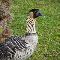 Buy canvas prints of The Nene Goose  by Jane Metters