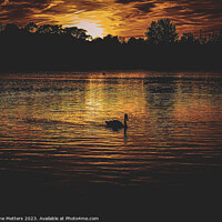 Buy canvas prints of A Swans Silhouette  by Jane Metters