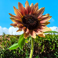 Buy canvas prints of Sunflower  by Jane Metters