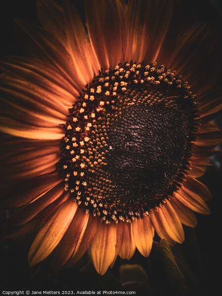 A Sunflower Close-Up Picture Board by Jane Metters