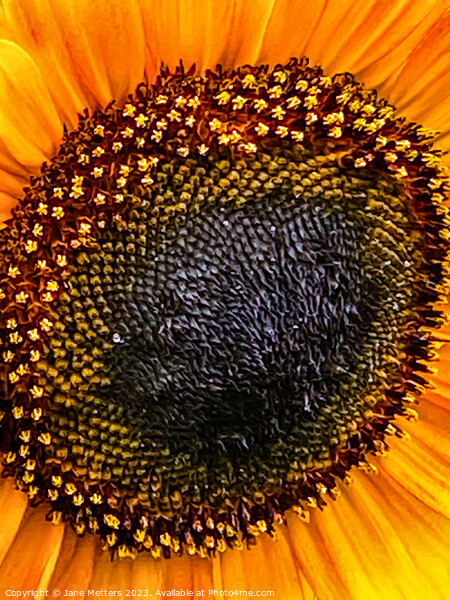 Sunflower in Bloom  Picture Board by Jane Metters