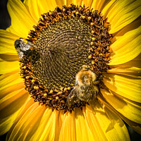 Buy canvas prints of Collecting Pollen  by Jane Metters