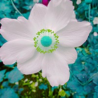 Buy canvas prints of White Flower by Jane Metters