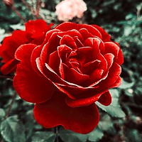 Buy canvas prints of Red Rose Of Love by Jane Metters
