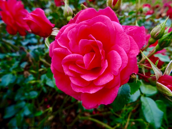 Rose Garden Picture Board by Jane Metters