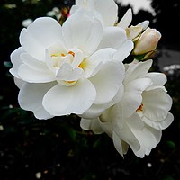 Buy canvas prints of White Petals by Jane Metters