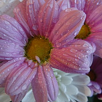 Buy canvas prints of      A Splash Of Lilac                           by Jane Metters