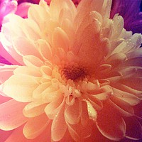 Buy canvas prints of Colourful Chrysanthemum by Jane Metters