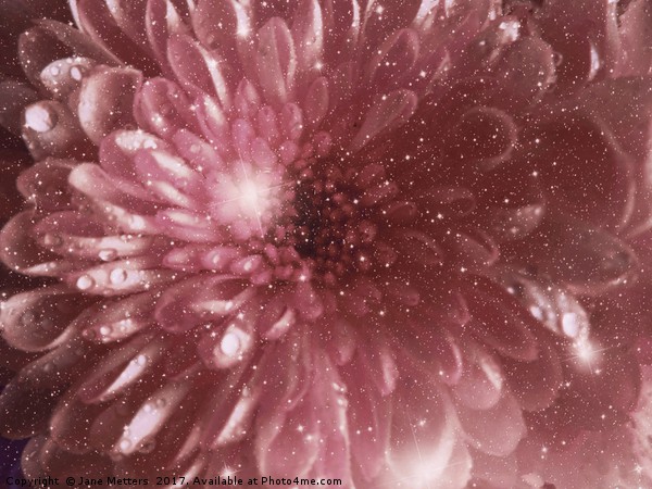               Chrysanthemum Sparkle                Picture Board by Jane Metters