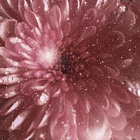 Buy canvas prints of               Chrysanthemum Sparkle                by Jane Metters