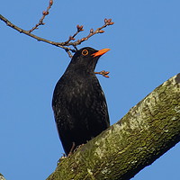 Buy canvas prints of              Blackbird Sitting on a Branch         by Jane Metters