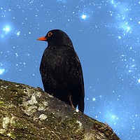 Buy canvas prints of Blackbird with Sparkle by Jane Metters