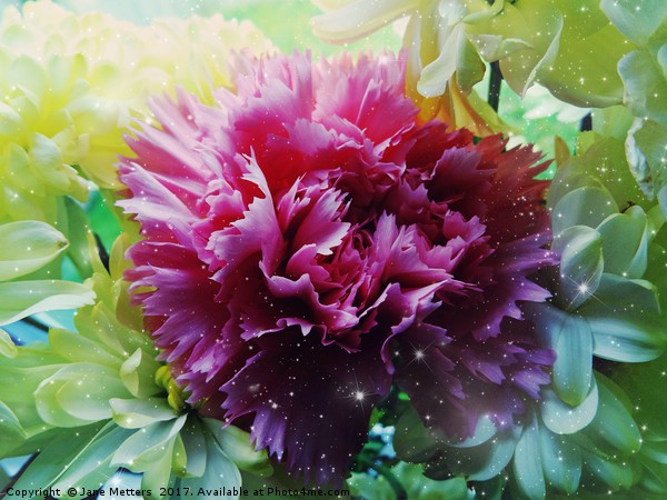 Twinkling Carnation                          Picture Board by Jane Metters