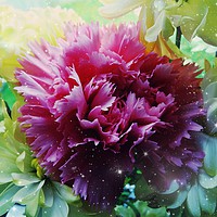 Buy canvas prints of Twinkling Carnation                          by Jane Metters