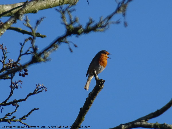A Robin Singing                             Picture Board by Jane Metters