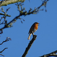 Buy canvas prints of A Robin Singing                             by Jane Metters