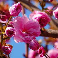 Buy canvas prints of Cherry Blossom by Jane Metters
